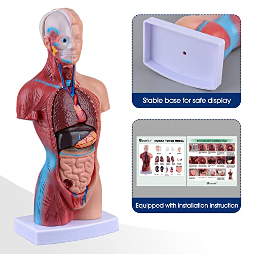 Сверхпрочная Модел на Човешкото Торса Включва Цифрова Ръководство, Модел на човешкото тяло, за деца, Модел Анатомия
