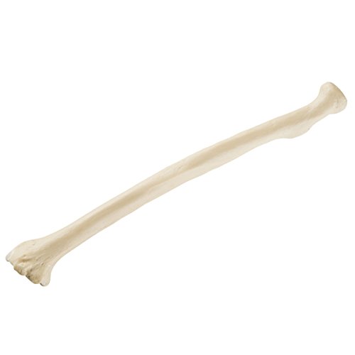 Стандартният модел на Лъчевата кост 3Б Scientific 1019610 Orthobones, Ляв
