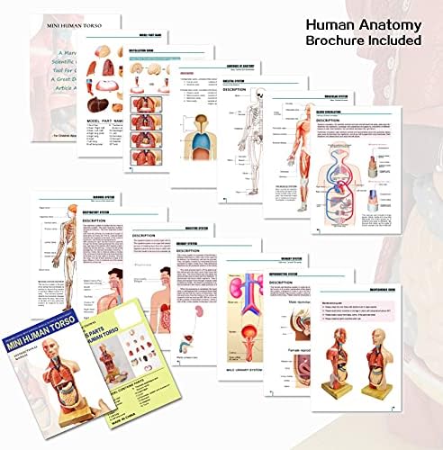 EVOTECH 2023 най-новият модел на човешкото тяло, за децата, 15 бр. Сменяеми 11-инчов Анатомическая модел на човешкия