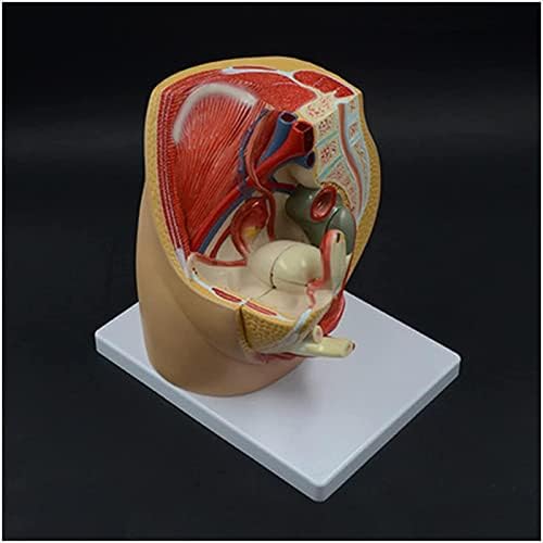 Доставя Обучающую модел на Женски таз ic, модел на Половите органи с Нервом, Модел на Таза изследване за преподаване
