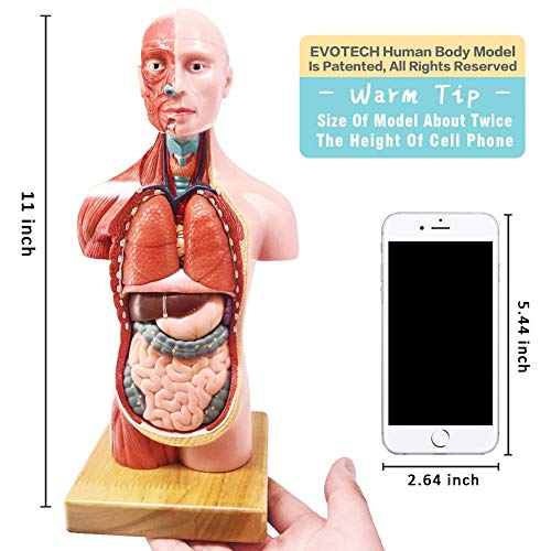 Модели на човешкото тяло, скелети и сърцето Evotech - най-Добрият набор от анатомични модели от 3-те практически инструменти за изучаване на 3D-модели за студенти по меди